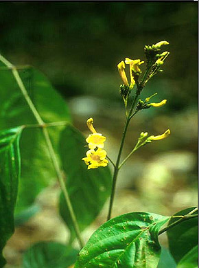 - Radermachera eberhardtii Dop<br/>BIGNONIACEAE